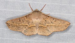 Antictenia punctunculus