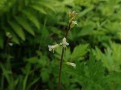 Tiarella polyphylla