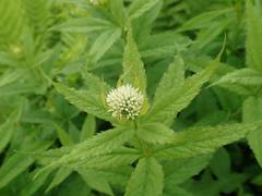 Eupatorium glehnii