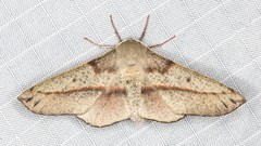 Antictenia punctunculus