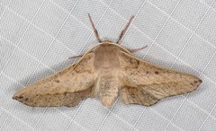 Antictenia punctunculus