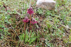 Primula tangutica