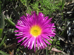 Carpobrotus quadrifidus