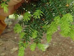 Tsuga diversifolia