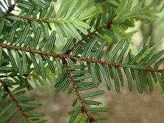 Tsuga diversifolia