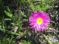 Carpobrotus quadrifidus