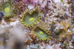 Zoantharia