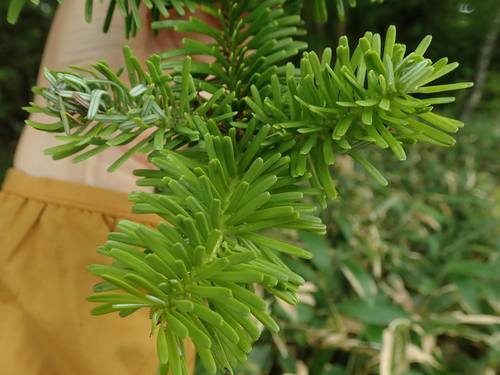 Abies homolepis observed 2020-07-04