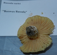 Russula earlei