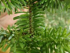 Abies homolepis