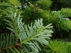 Abies homolepis