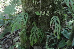 Monstera obliqua