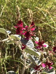 Indigofera monophylla