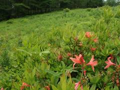 Rhododendron molle japonicum