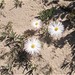 Jordaaniella anemoniflora - Photo (c) Angela Noske, algunos derechos reservados (CC BY-NC), subido por Angela Noske