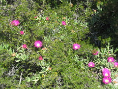 Carpobrotus quadrifidus