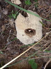 Lactarius resimus