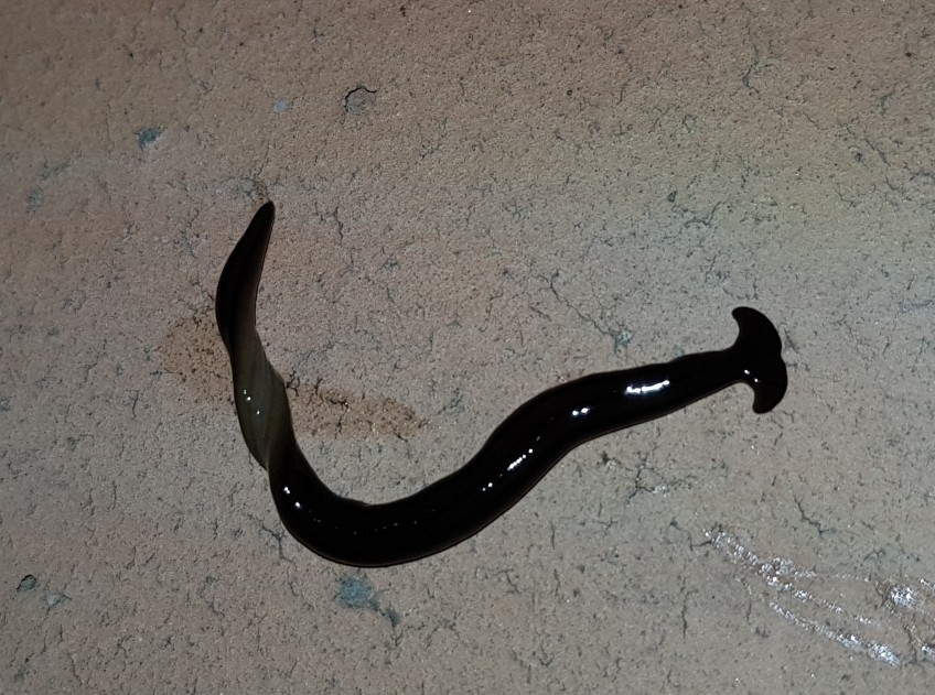 Novibipalium