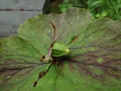Trillium tschonoskii