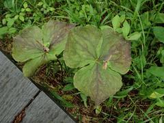Trillium tschonoskii