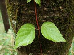 Hydrangea hydrangeoides