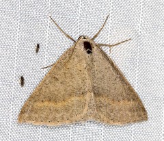 Nearcha tristificata