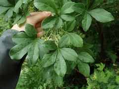 Eleutherococcus spinosus