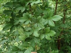 Eleutherococcus spinosus