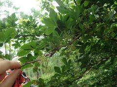 Eleutherococcus spinosus