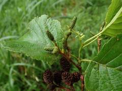Alnus hirsuta hirsuta