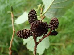 Alnus hirsuta hirsuta