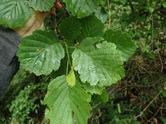 Alnus hirsuta hirsuta