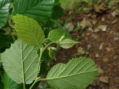 Corylus sieboldiana sieboldiana