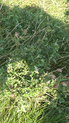 Cirsium arvense