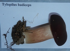 Tylopilus badiceps
