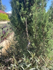 Trichonephila inaurata