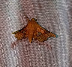 Dysodia granulata