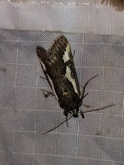 Euscirrhopterus gloveri