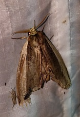 Truncaptera truncata