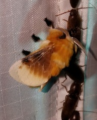 Megalopyge bissesa