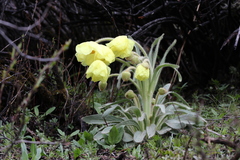 Meconopsis integrifolia
