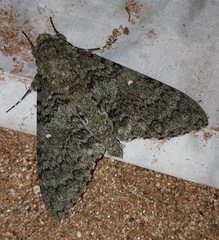 Manduca muscosa