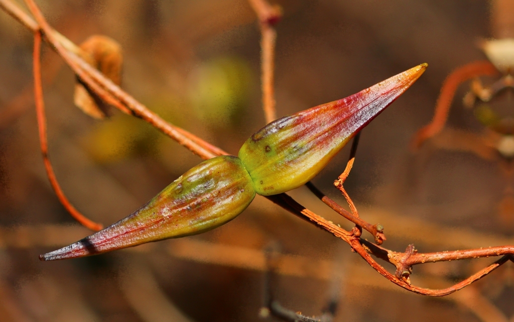 Cryptolepis cryptolepioides from Rietfontein, Pretoria, 0084, South ...