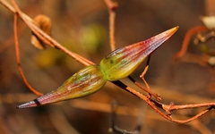 Cryptolepis cryptolepioides