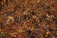 Cryptolepis cryptolepioides