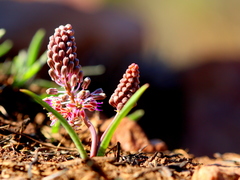 Ledebouria leptophylla