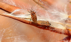 Spilostethus rivularis