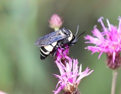 Triepeolus concavus
