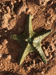 Protoreaster nodulosus