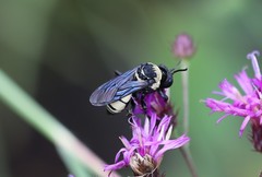 Triepeolus concavus